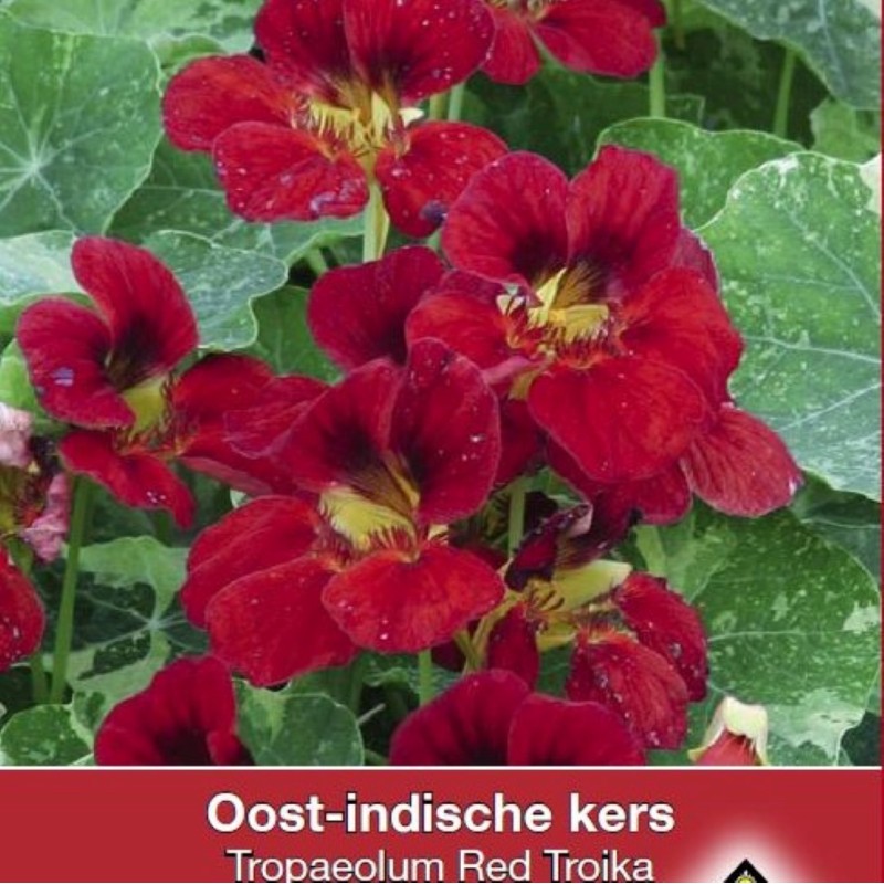 Tropaeolum majus nanum 'Red Troika' -zaden- Tropaeolum majus nanum 'Red Troika' -zaden-