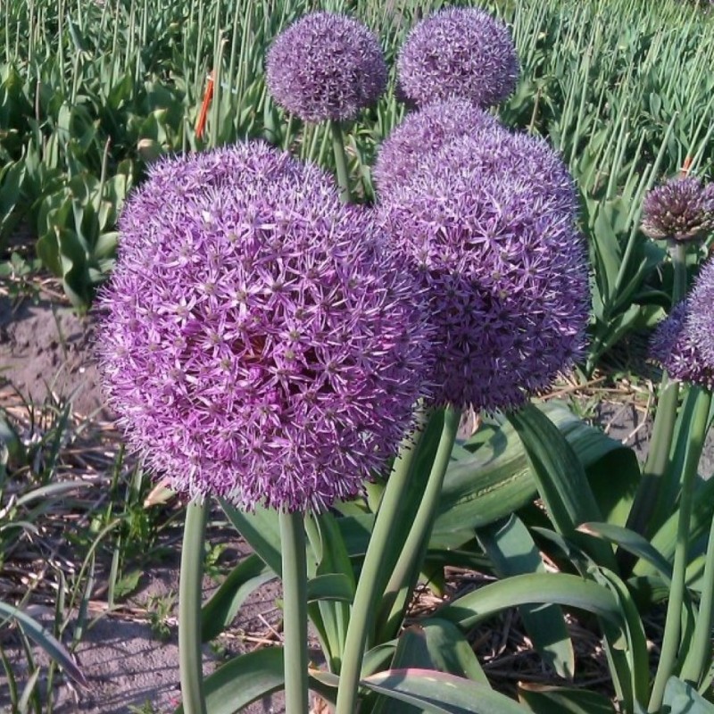 Allium 'Party Balloons' Allium 'Party Balloons'