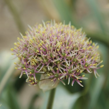 Allium shelkovnikovii