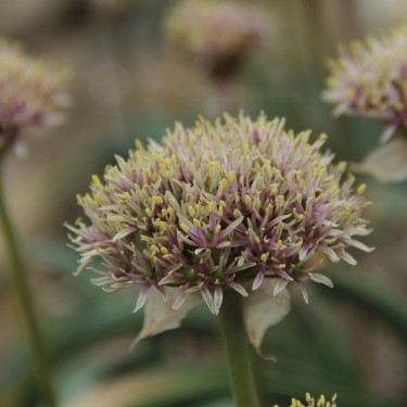 Allium shelkovnikovii Allium shelkovnikovii