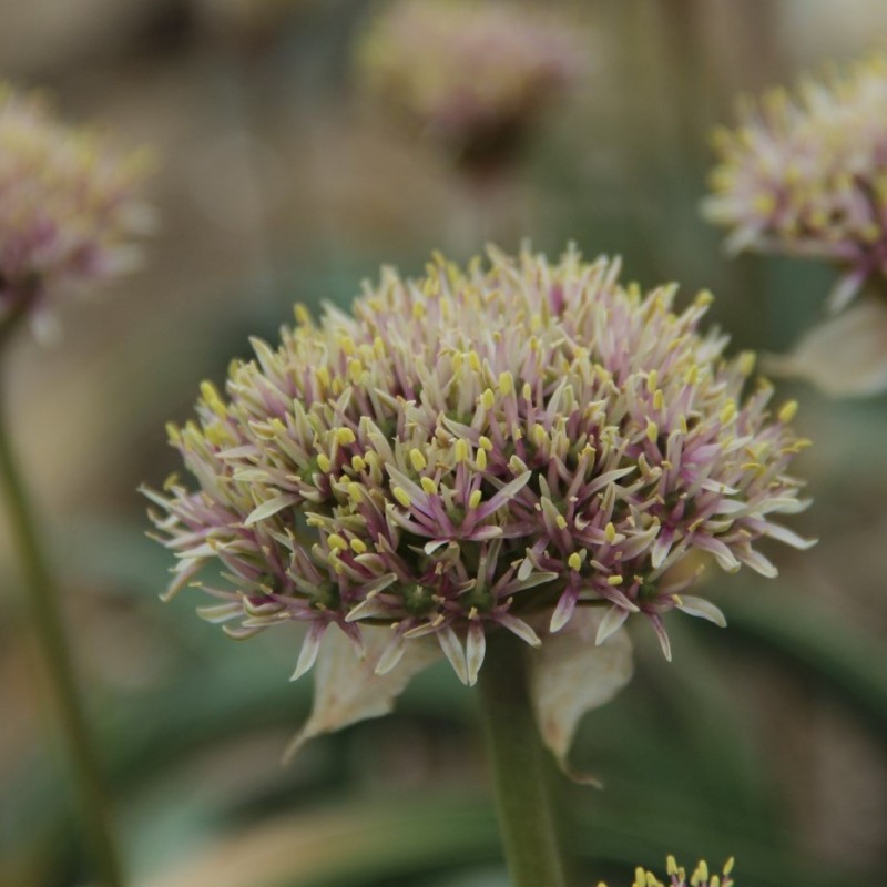 Allium shelkovnikovii Allium shelkovnikovii
