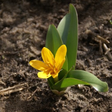 Colchicum luteum Colchicum luteum