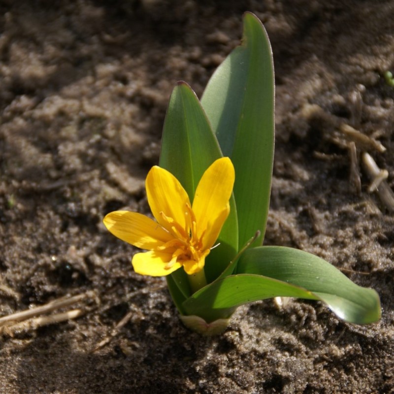 Colchicum luteum Colchicum luteum