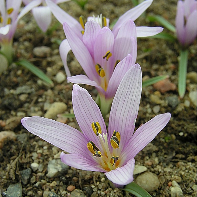 Colchicum munzurense Colchicum munzurense