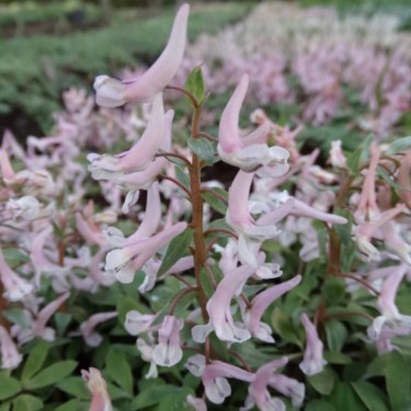 Corydalis glaucescens 'Medeo'