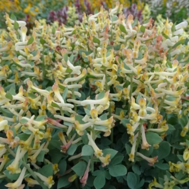 Corydalis maracandica