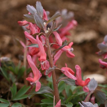 Corydalis solida 'King Arthur'