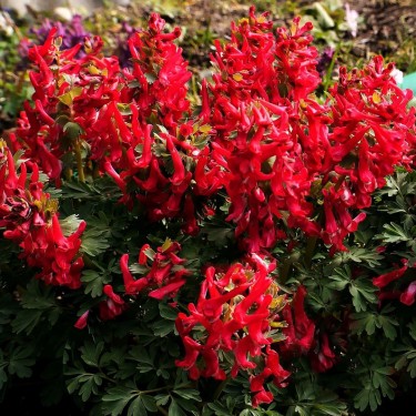 Corydalis solida 'Sprinter'