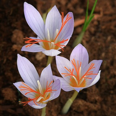 Crocus pamphylicus