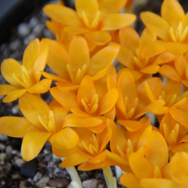 Crocus gargaricus