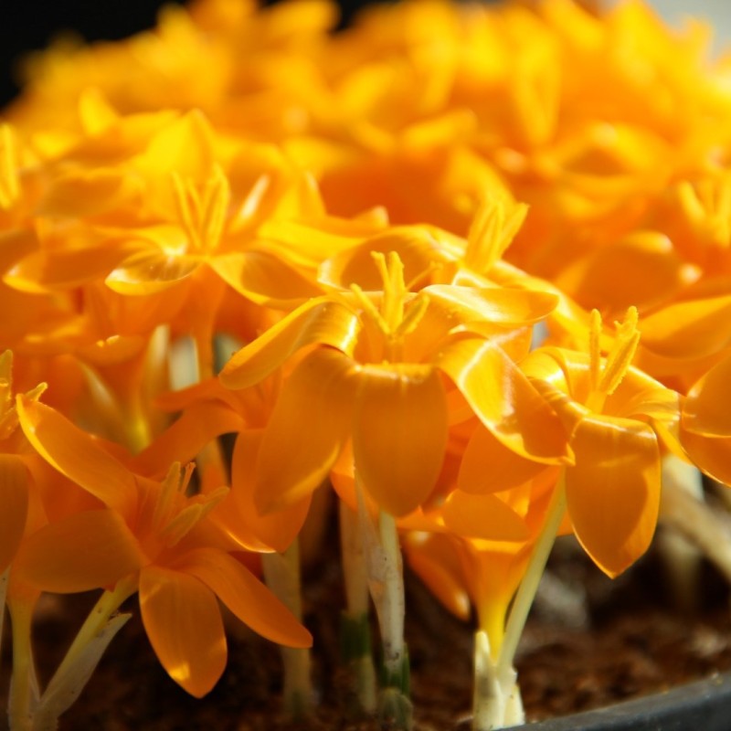 Crocus gargaricus