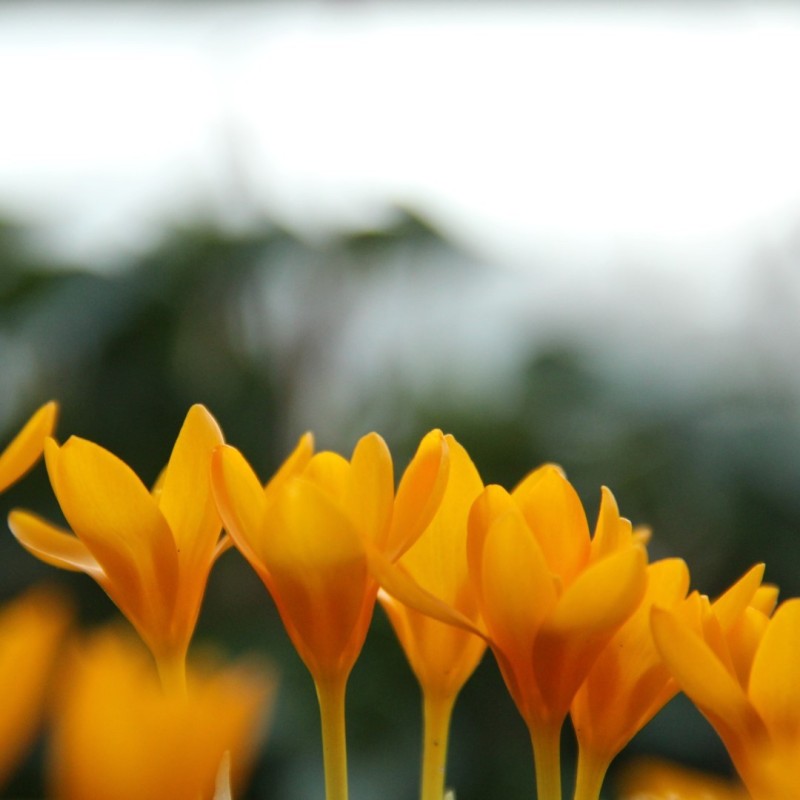 Crocus gargaricus