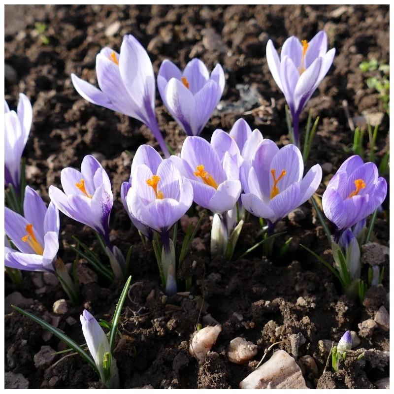 Crocus neglectus