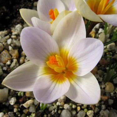 Crocus sieberi 'Cream Diamond' Crocus sieberi 'Cream Diamond'