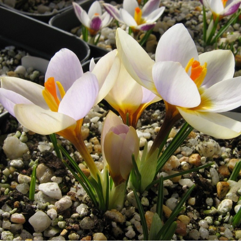 Crocus sieberi 'Cream Diamond' Crocus sieberi 'Cream Diamond'