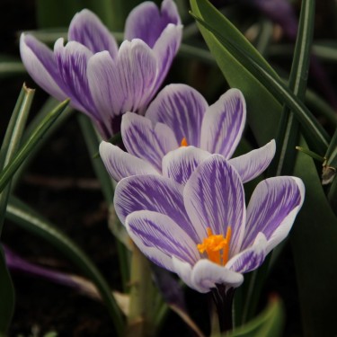 Crocus vernus 'Striped Beauty'