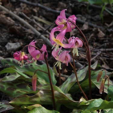 Erythronium x revolutum