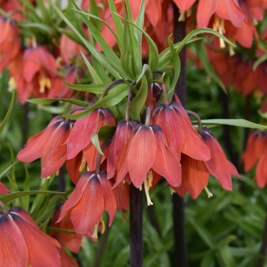 Fritillaria 'Red Beauty'