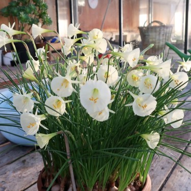 Narcissus 'Arctic Bells'