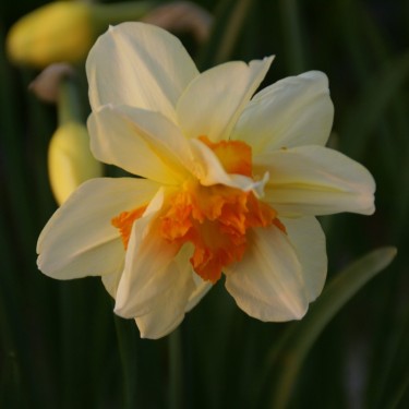 Narcissus 'Insulinde'