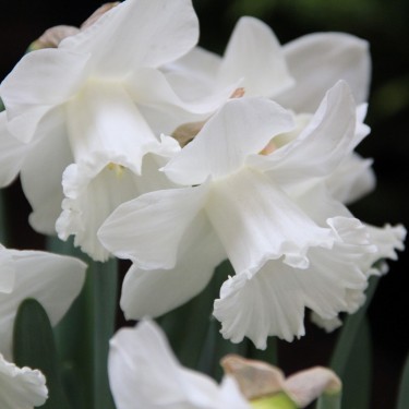 Narcissus 'Queen Juliana' Narcissus 'Queen Juliana'