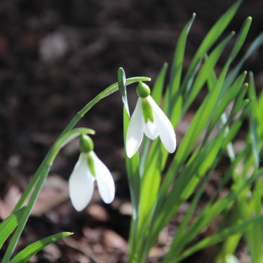 Galanthus 'Cicely Hall'