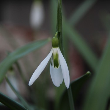 Galanthus 'Terry Jones'