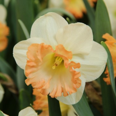 Narcissus 'Romy'