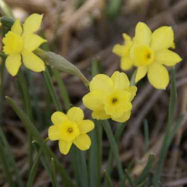 Narcissus rupicola subsp. rupicola