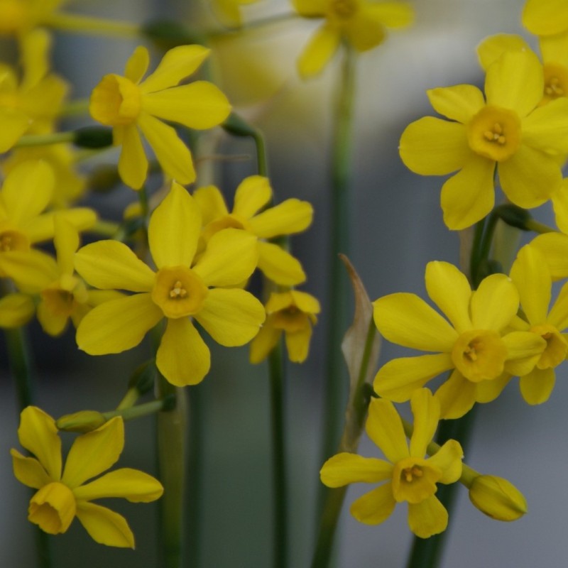 Narcissus willkommii Narcissus willkommii