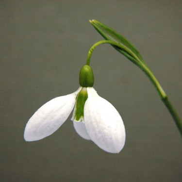 Galanthus 'Greenpeace'