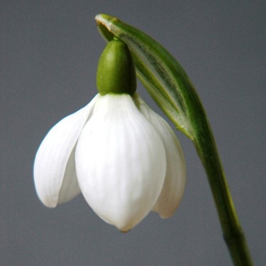 Galanthus 'Little Dorrit'