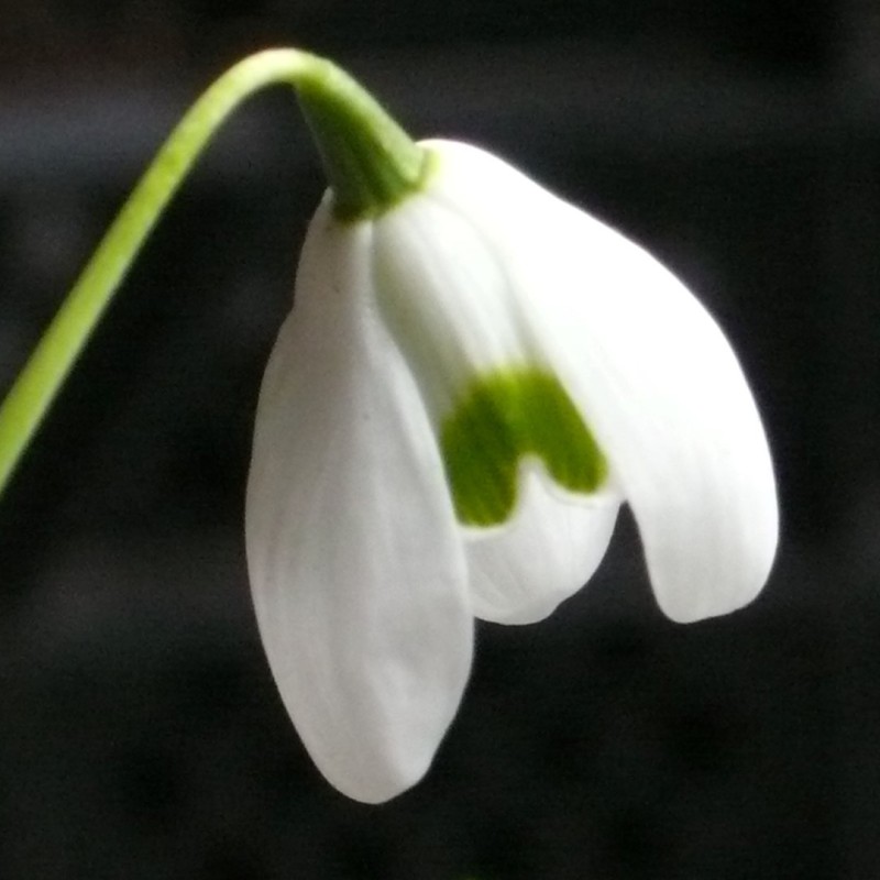 Galanthus 'Rodmarton' Galanthus 'Rodmarton'