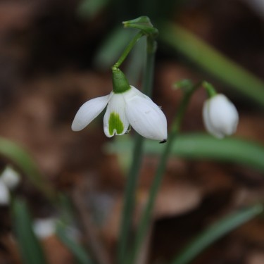 Galanthus 'Rodmarton' Galanthus 'Rodmarton'