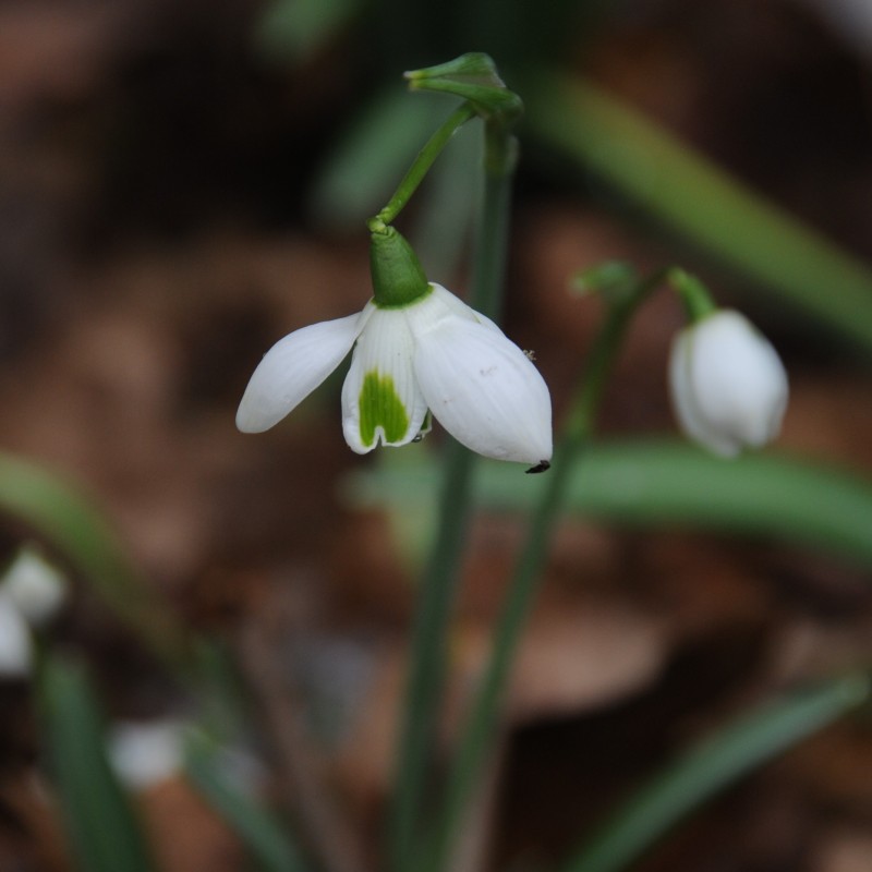 Galanthus 'Rodmarton' Galanthus 'Rodmarton'