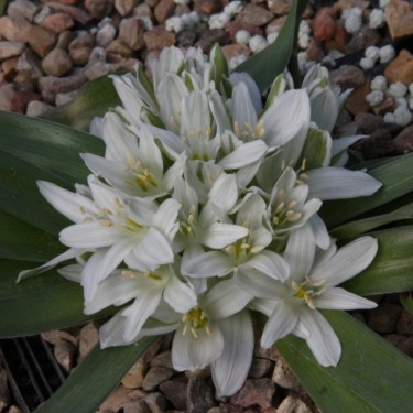 Ornithogalum lanceolatum