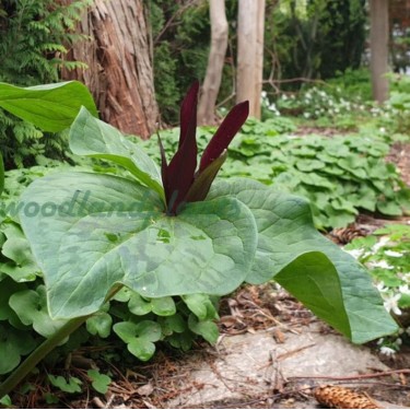 Trillium chloropetalum