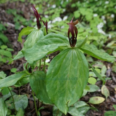 Trillium lancifolium