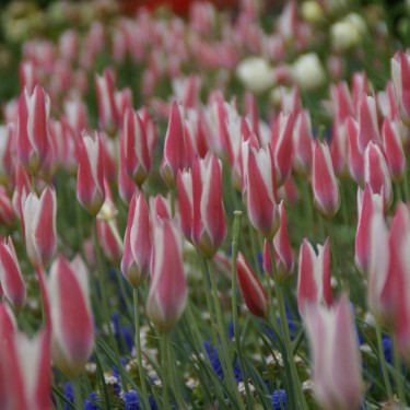 Tulipa clusiana 'Lady Jane'