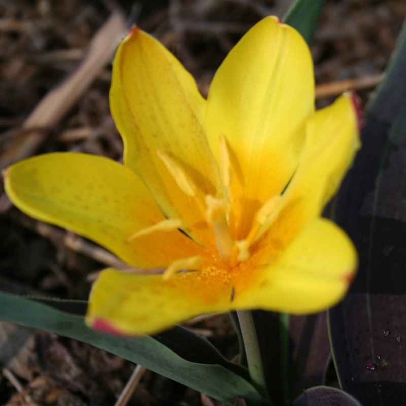 Tulipa dubia 'Beldersai' Tulipa dubia 'Beldersai'