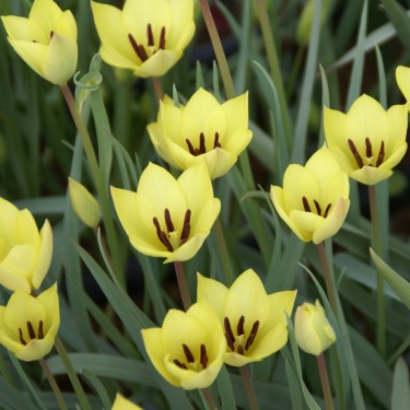 Tulipa 'Honky Tonk' Tulipa 'Honky Tonk'