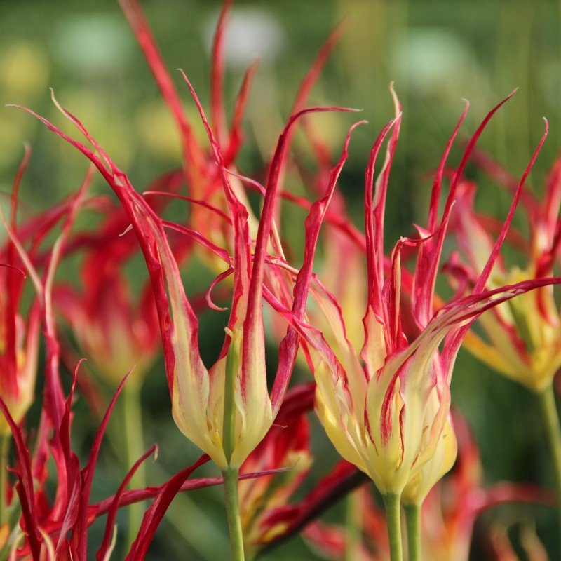 Tulipa acuminata Tulipa acuminata