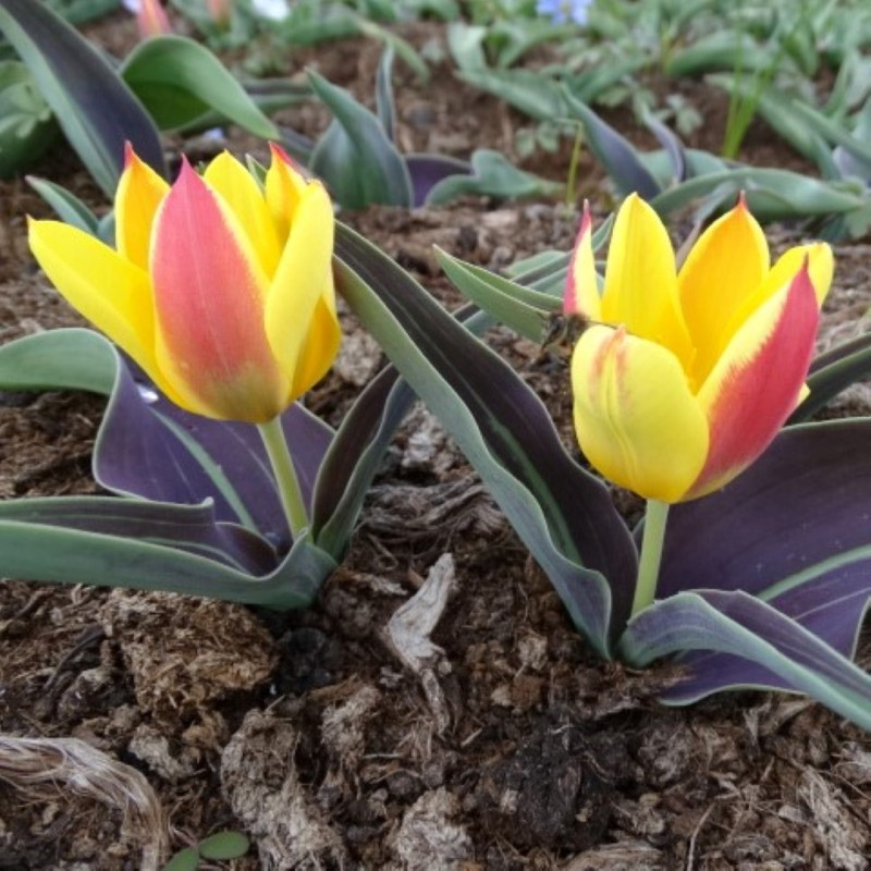 Tulipa dubia 'Beldersai' Tulipa dubia 'Beldersai'
