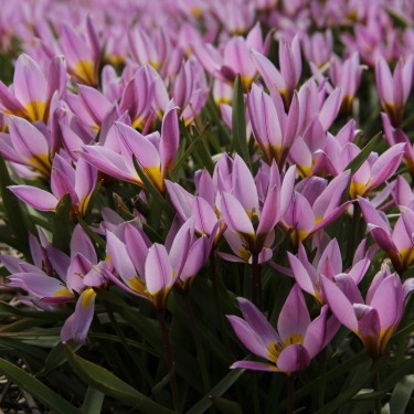 Tulipa humilis Tulipa humilis