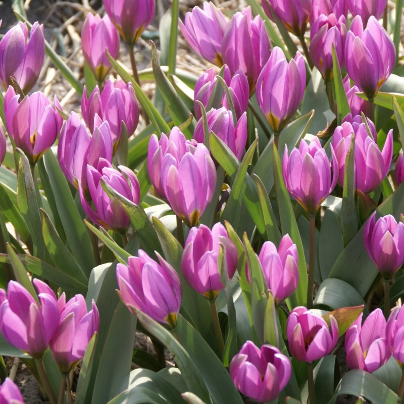 Tulipa humilis Tulipa humilis