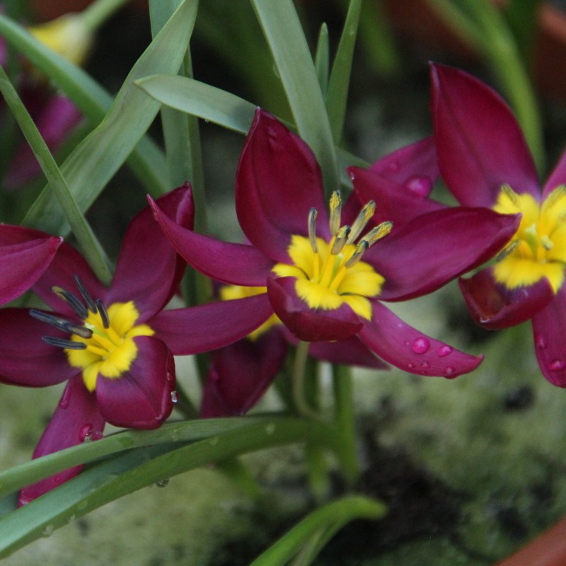 Tulipa humilis 'Odalisque' Tulipa humilis 'Odalisque'