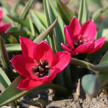 Tulipa humilis 'Violacea Black Base'