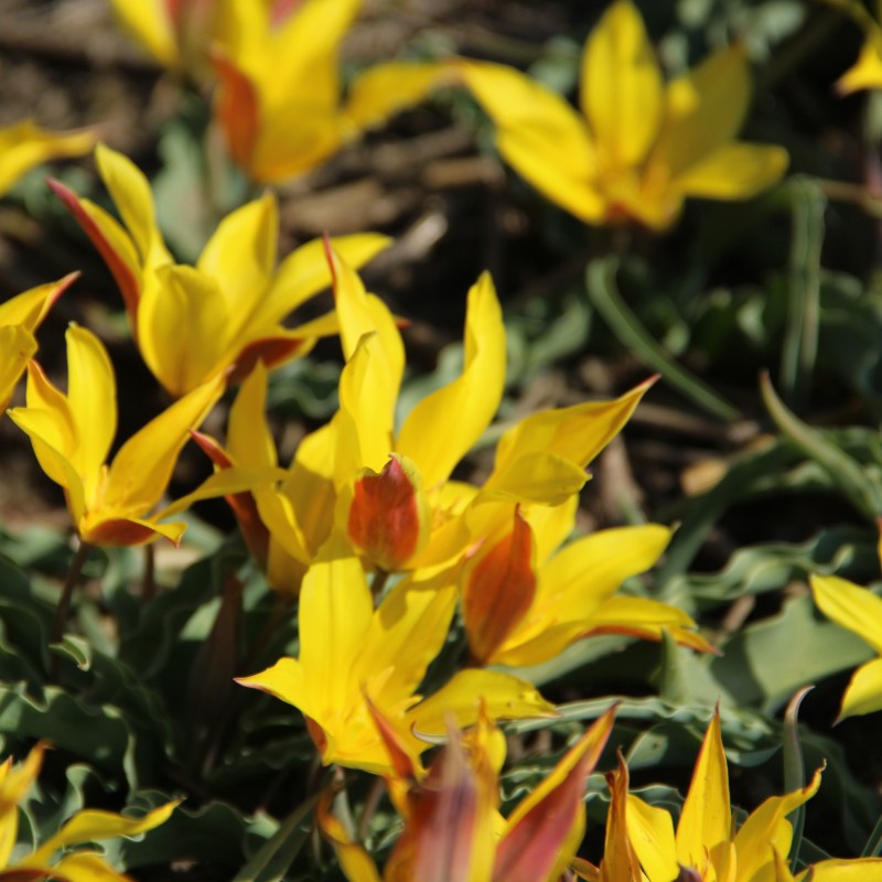 Tulipa kolpakowskiana Tulipa kolpakowskiana