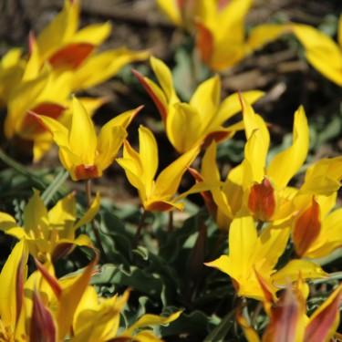 Tulipa kolpakowskiana Tulipa kolpakowskiana
