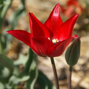 Tulipa passeriana